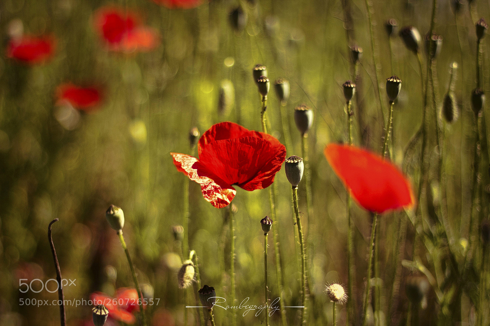 Canon EOS 600D (Rebel EOS T3i / EOS Kiss X5) sample photo. Poppies 2 photography