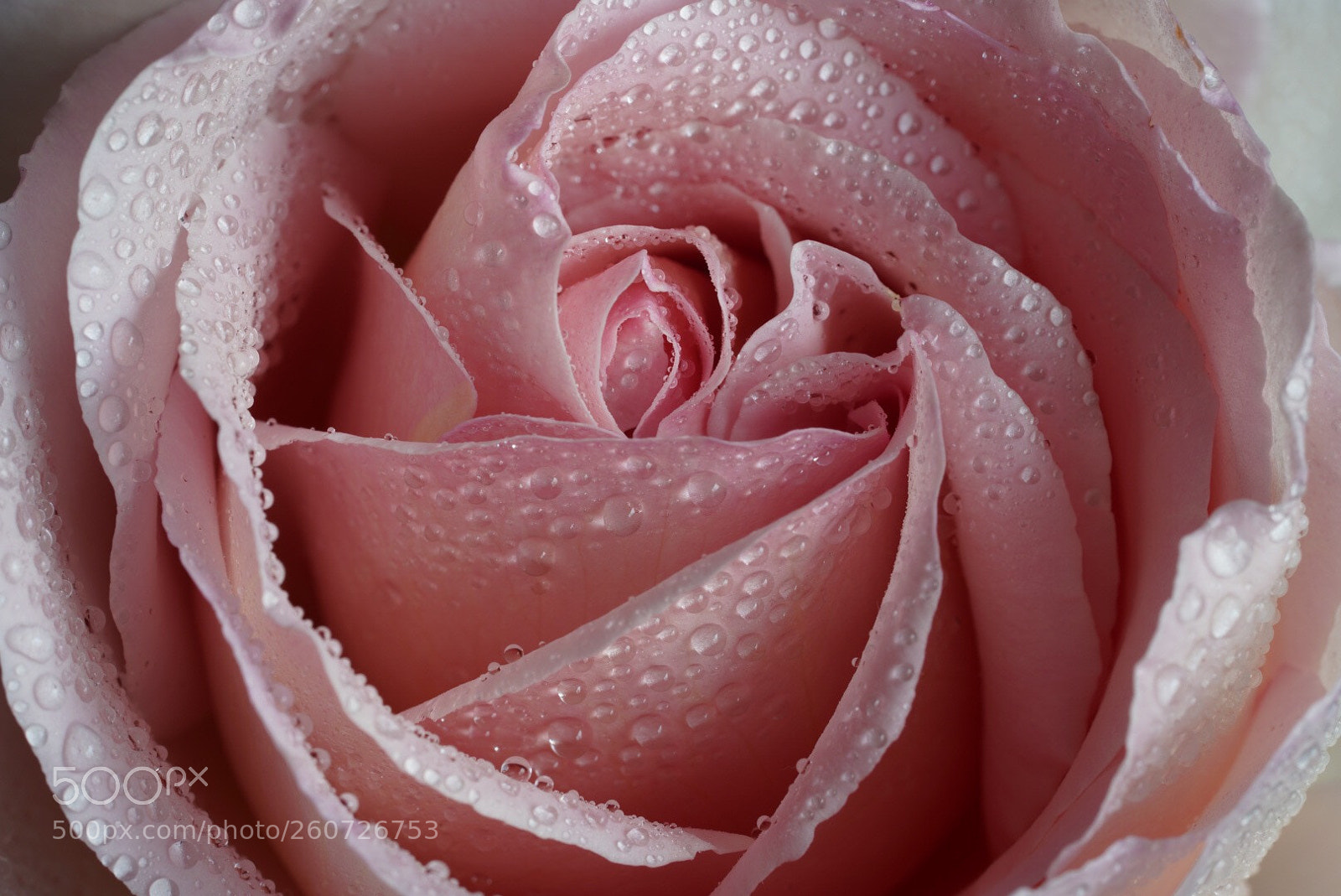Sony a7R III sample photo. Rose ii photography