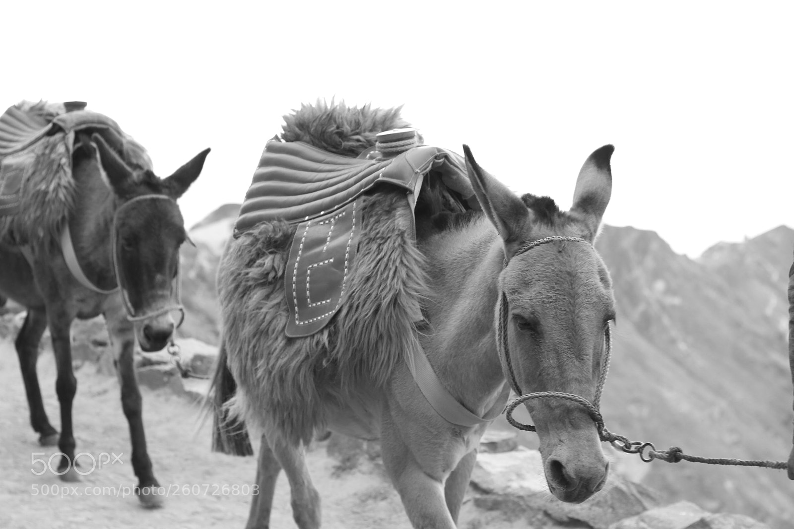 Canon EOS 7D sample photo. Burros photography