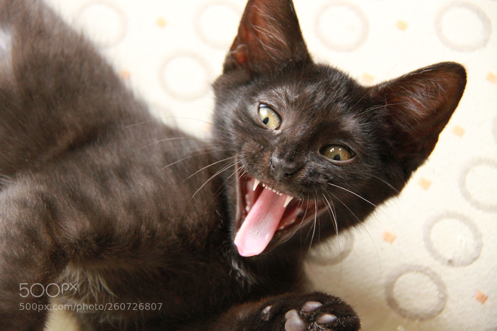 Canon EF-S 18-200mm F3.5-5.6 IS sample photo. Yawning kitten photography