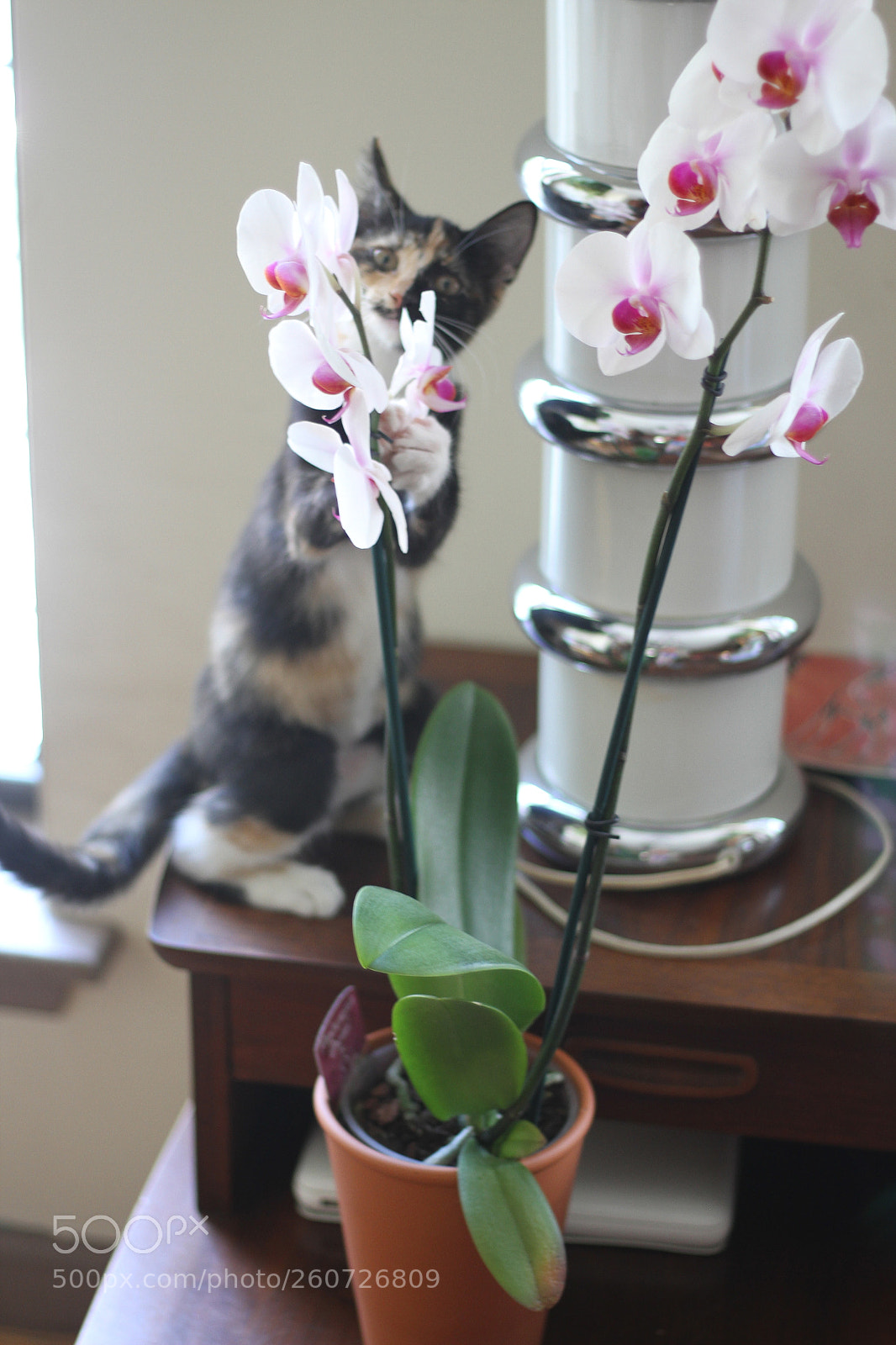 Canon EOS 7D sample photo. Orchid kitten photography