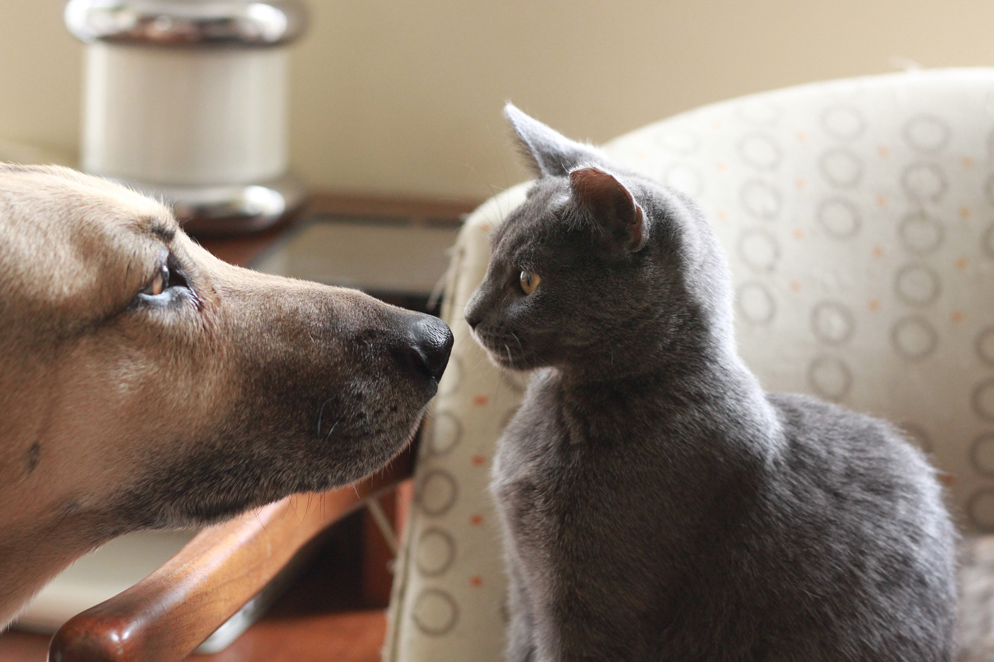 Canon EOS 7D + Canon EF 50mm F1.8 STM sample photo. Lolly and cat photography