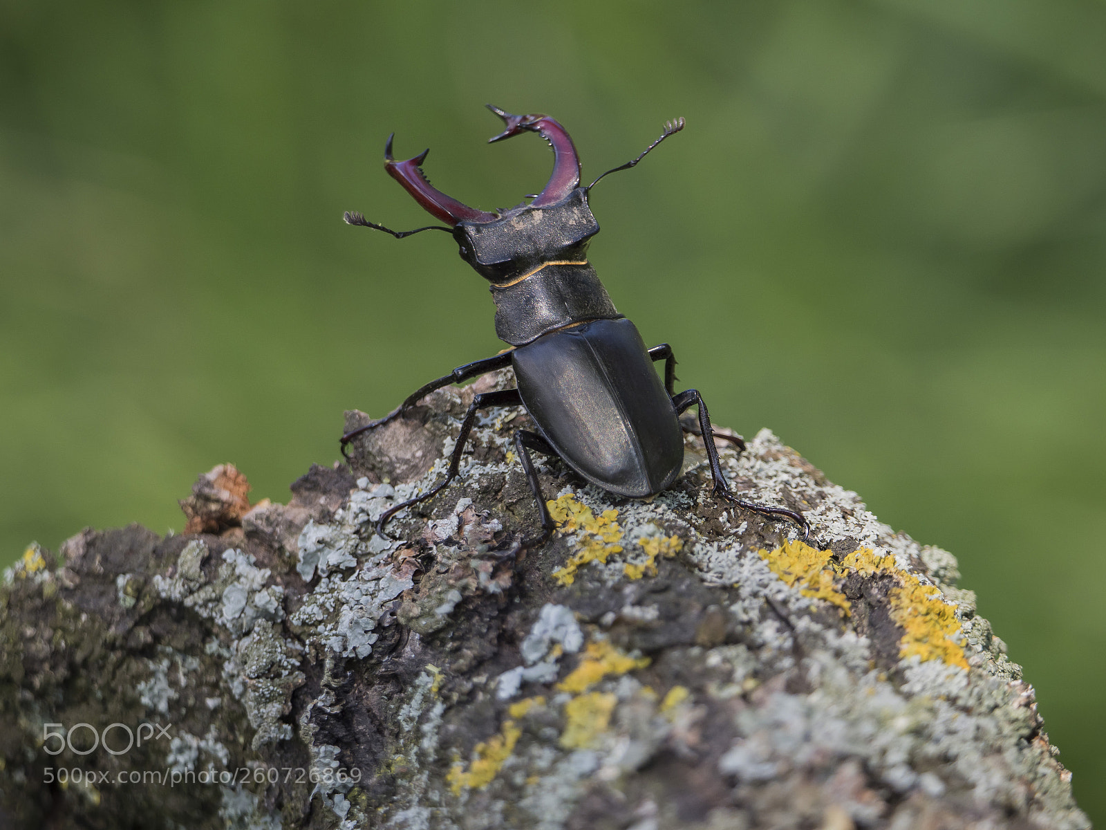 Olympus OM-D E-M1 Mark II sample photo. King of the wood photography