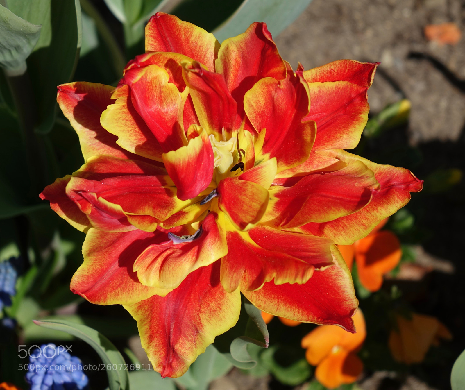 Sony Cyber-shot DSC-RX10 sample photo. Orange flower photography