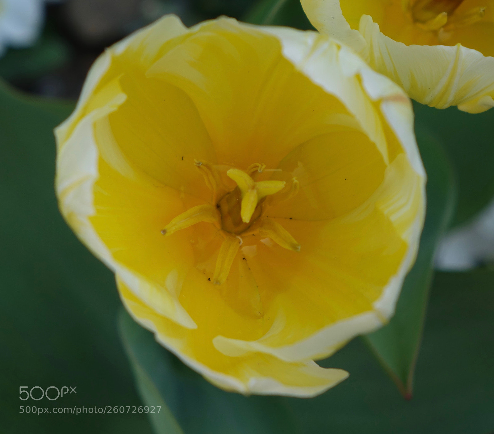 Sony Cyber-shot DSC-RX10 sample photo. Yellow flower photography