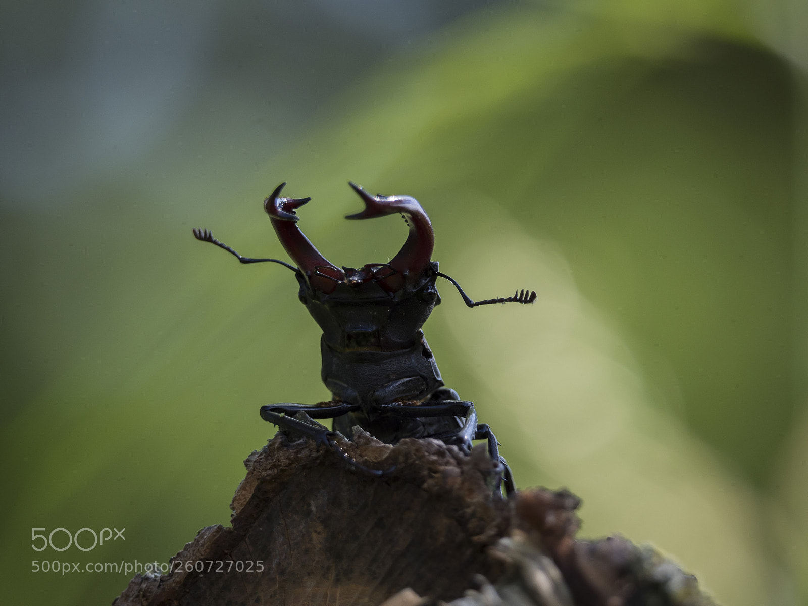Olympus OM-D E-M1 Mark II sample photo. Beetle king photography