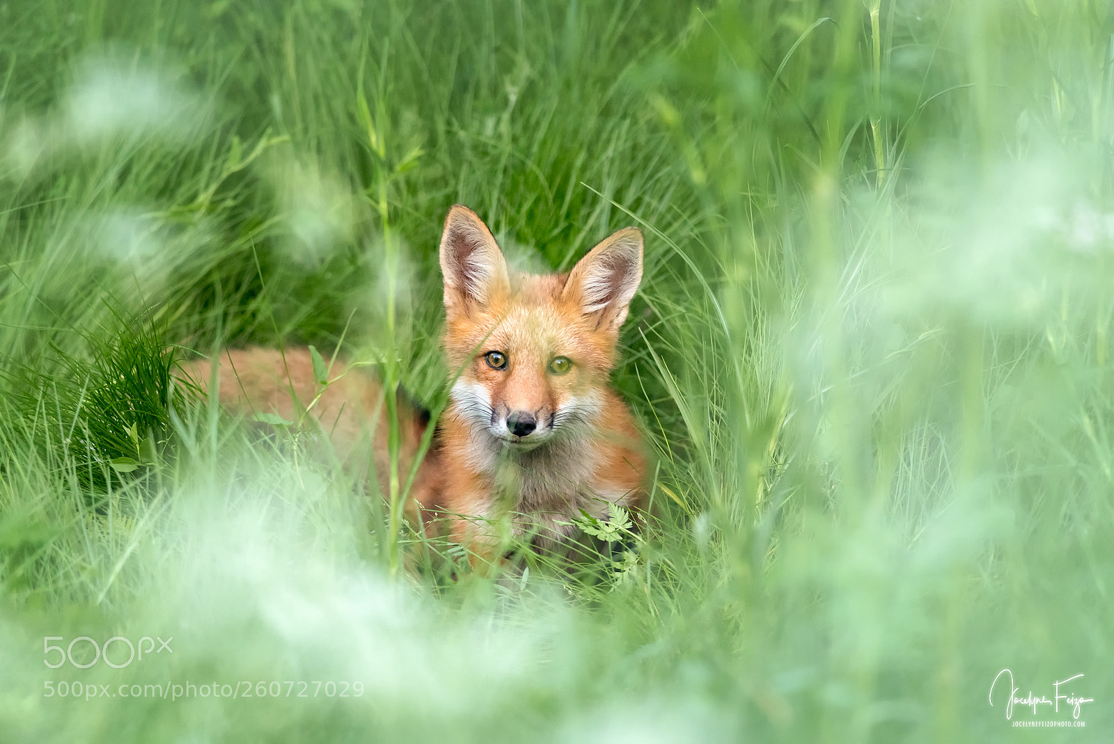 Nikon D750 sample photo. Young red fox photography
