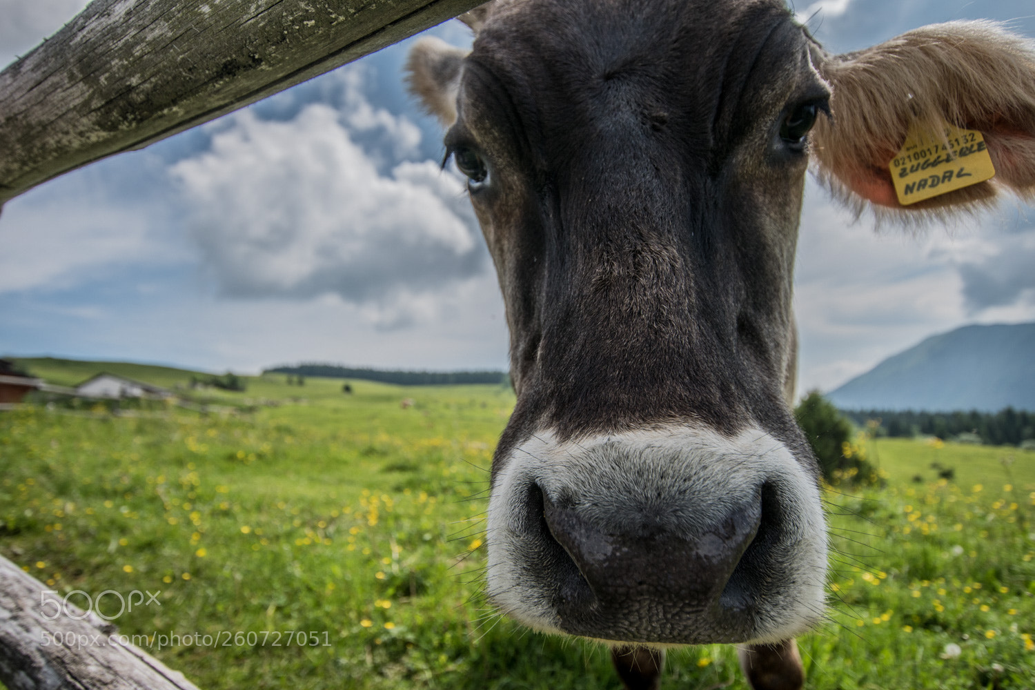 Nikon D5500 sample photo. Guarda chi passa... photography