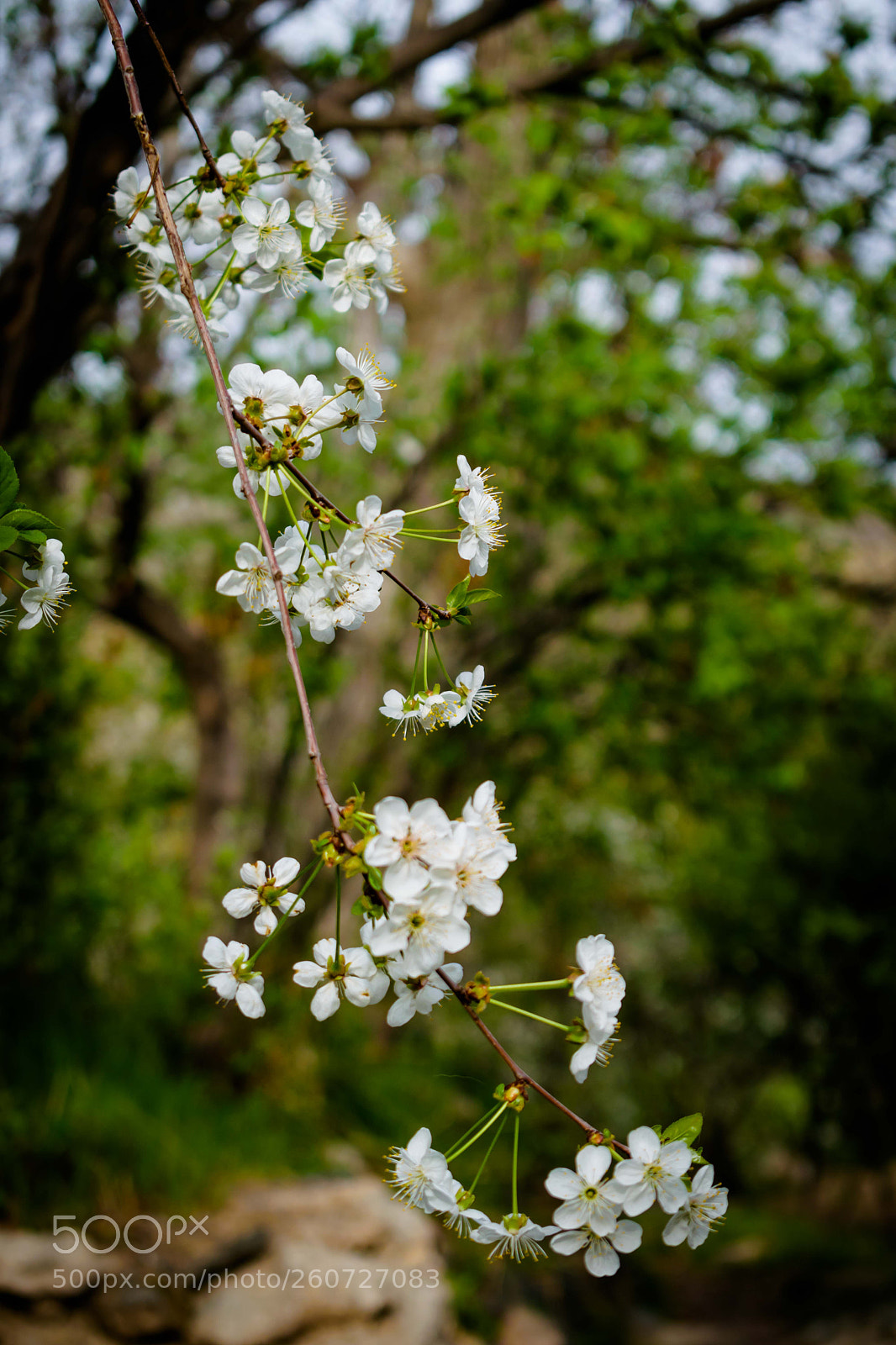Nikon D3300 sample photo. Spring is here... photography
