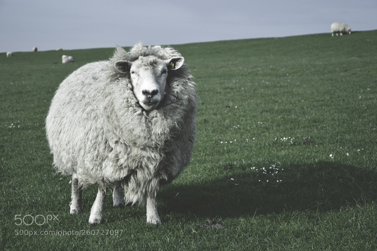 Nikon D3200 sample photo. Sheep photography