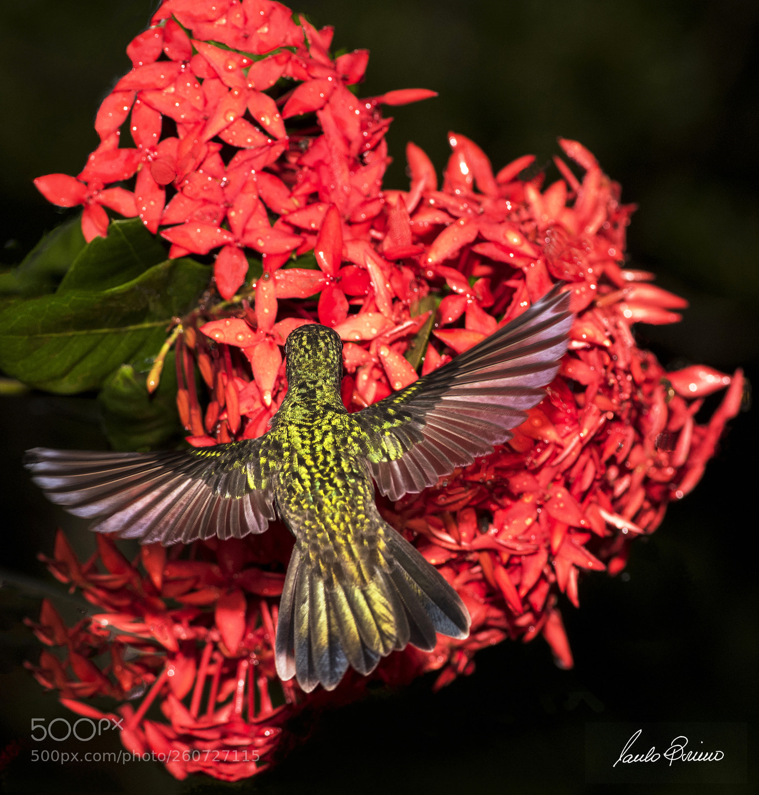 Nikon D810 sample photo. Untitle photography