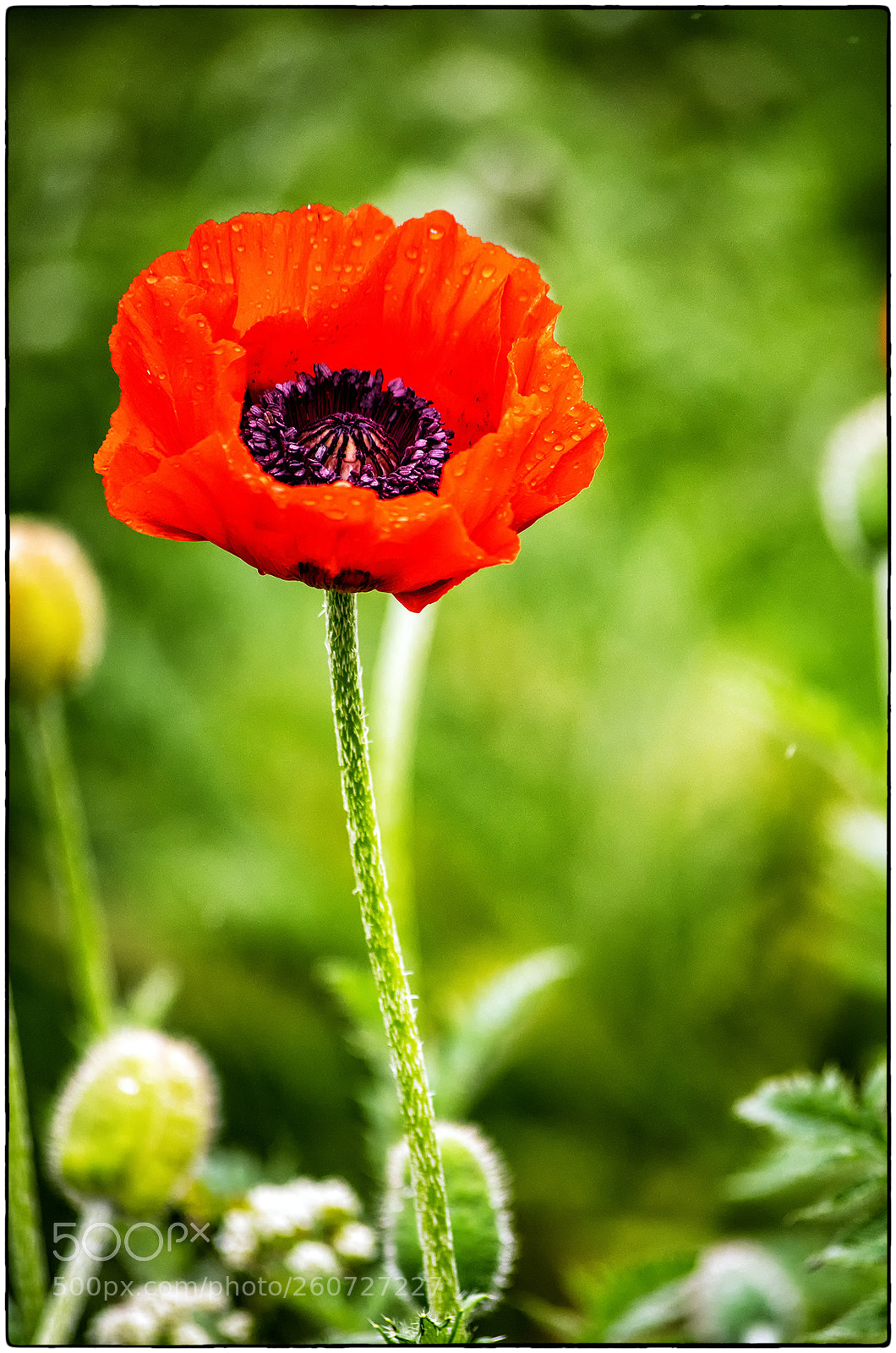 Nikon D850 sample photo. In rememberance ii photography