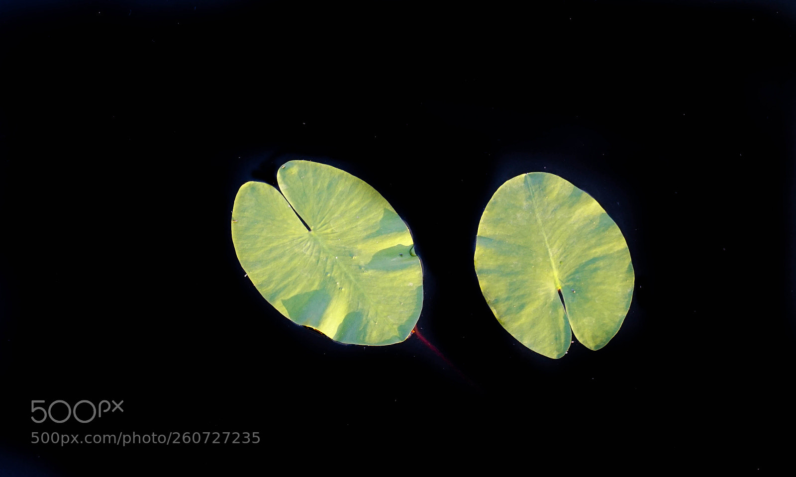 Sony a6000 sample photo. Aquatic plant photography