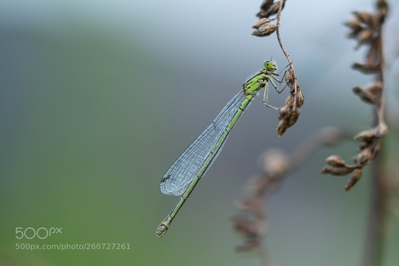 Canon EOS 700D (EOS Rebel T5i / EOS Kiss X7i) sample photo. Green damselfly photography