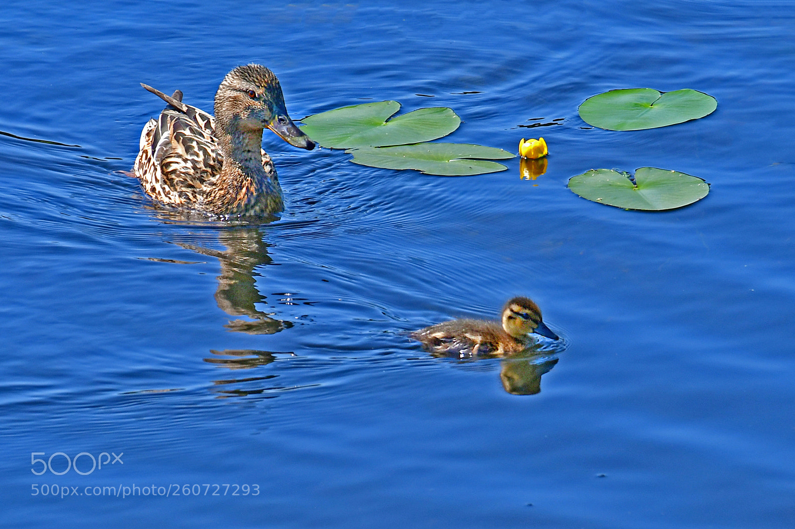 Nikon D500 sample photo. Mother and child photography
