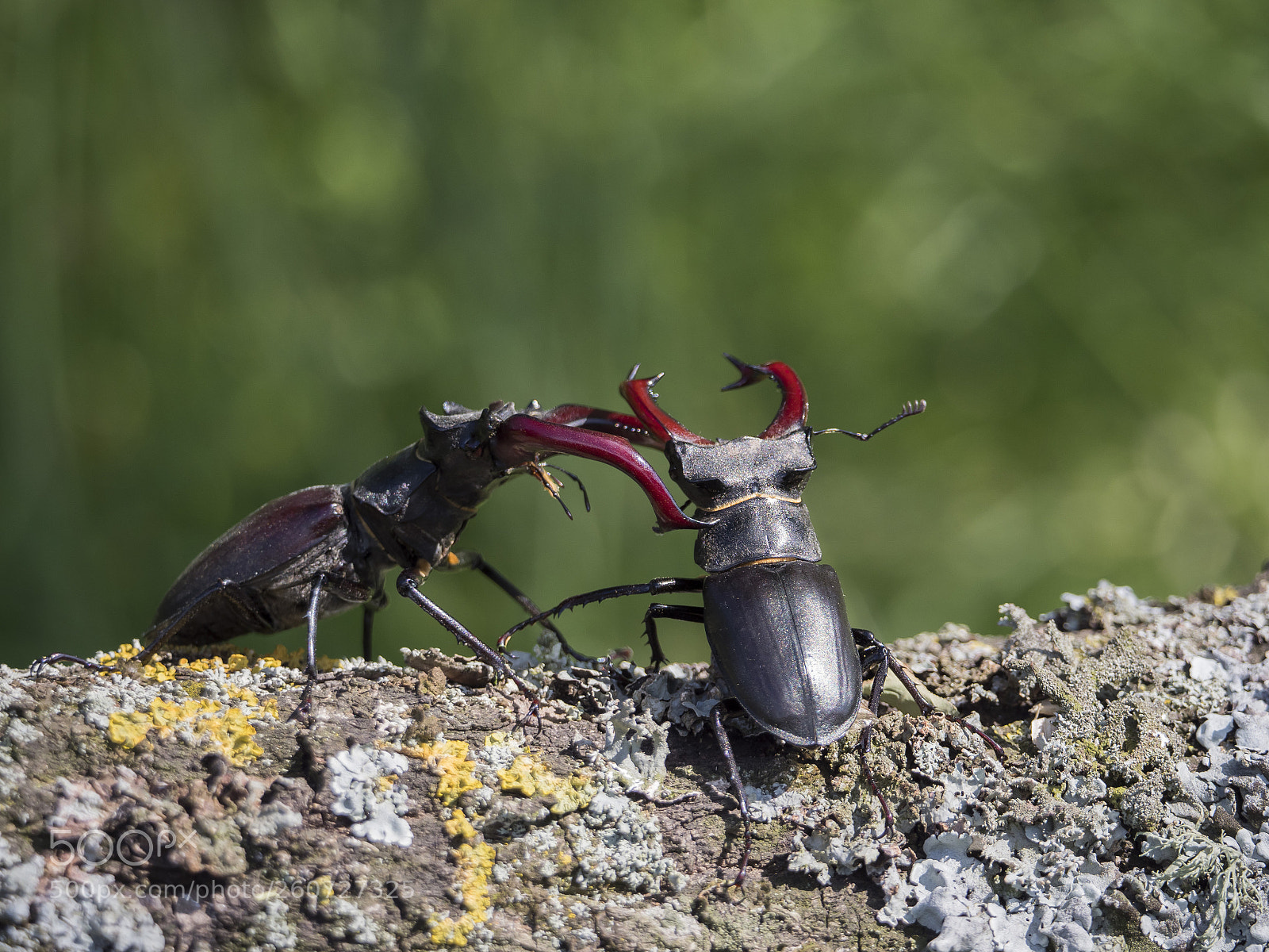 Olympus OM-D E-M1 Mark II sample photo. Beetle battle photography