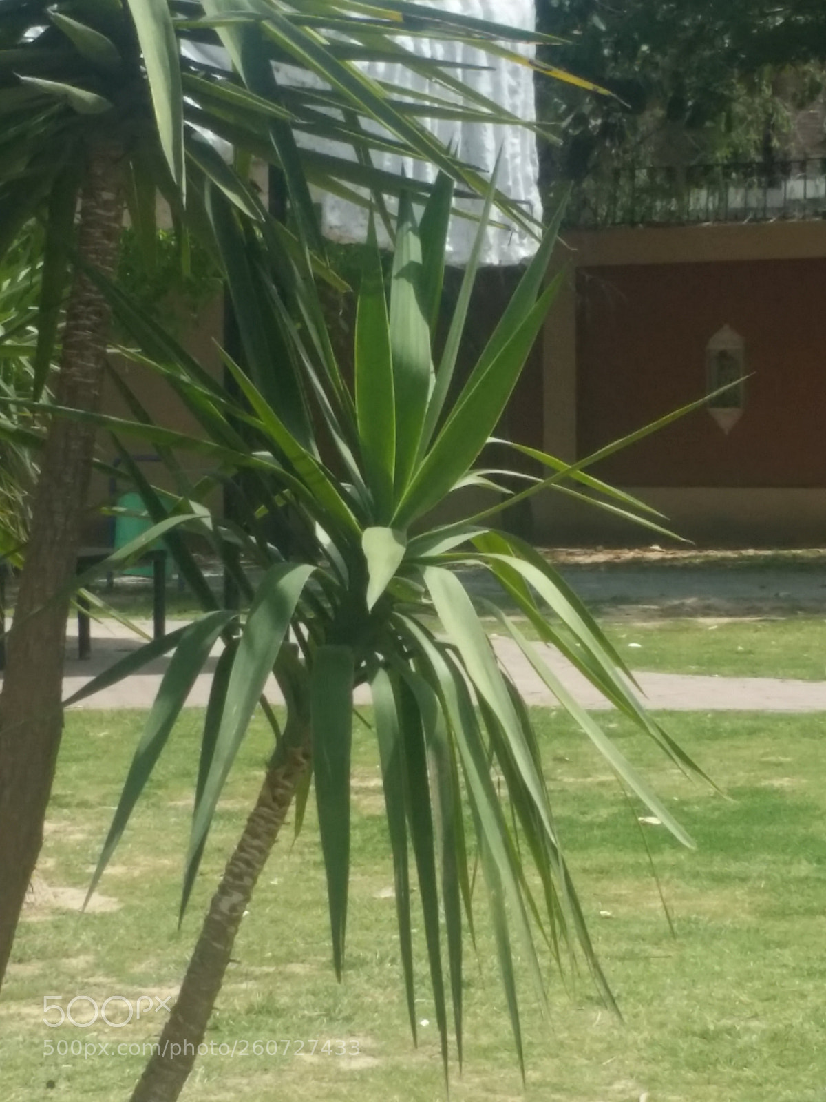 Samsung Galaxy Note5 sample photo. Untitled photography