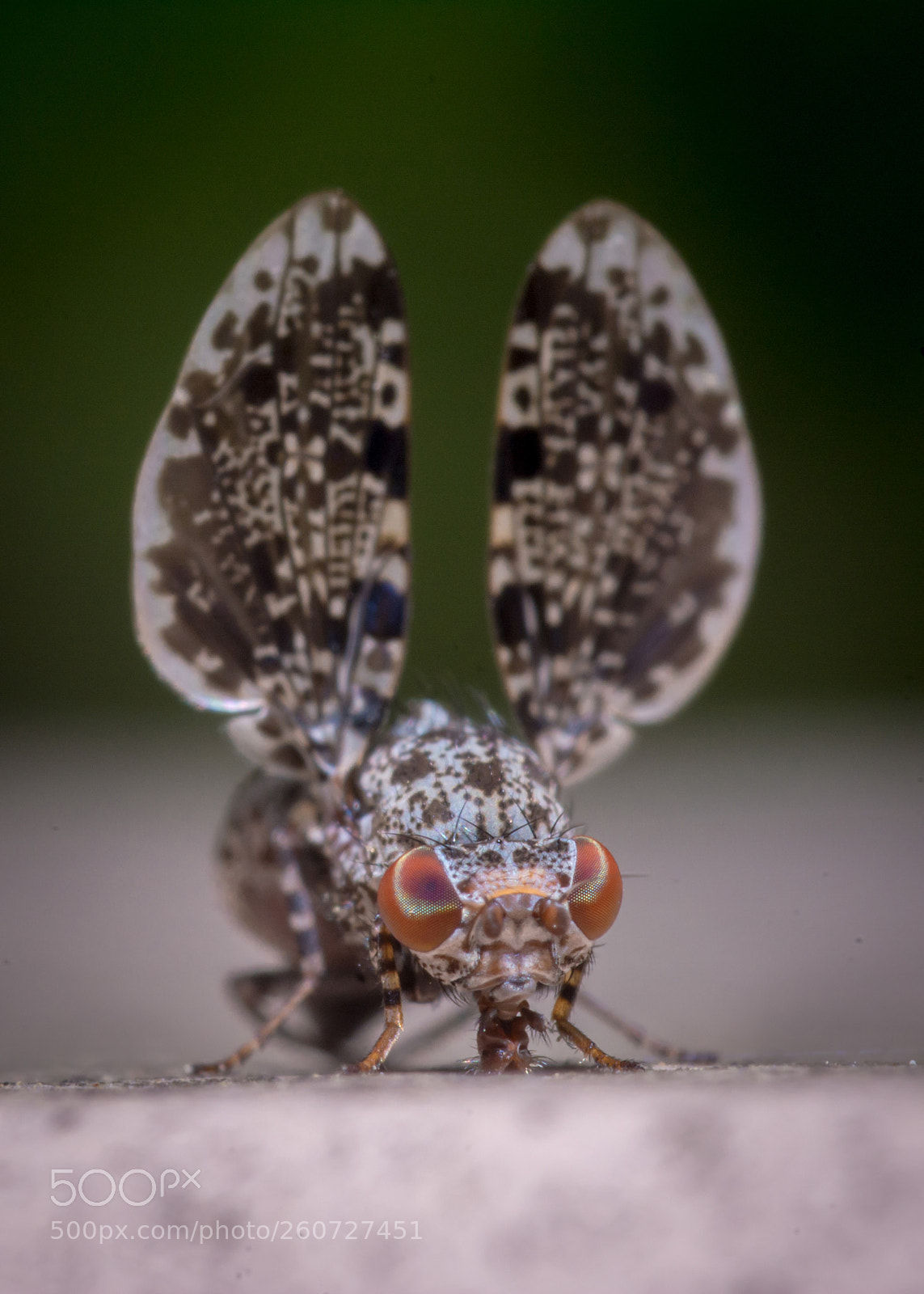 Nikon D7100 sample photo. Peacock fly photography