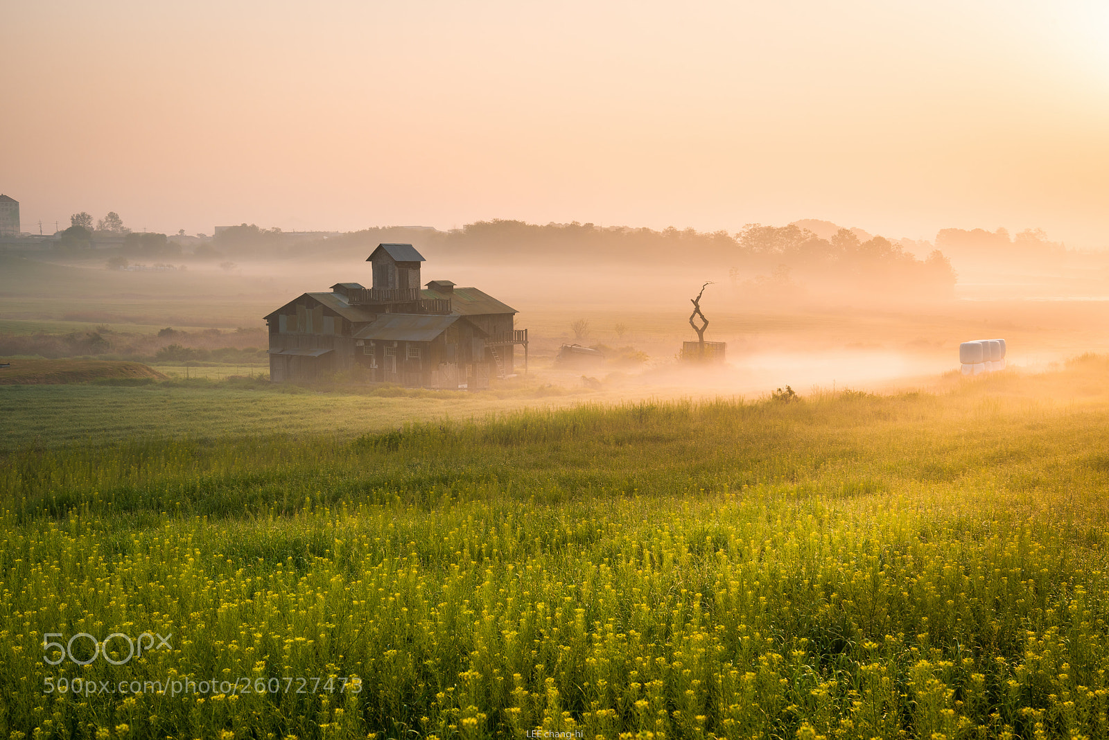 Nikon D810 sample photo. Yellow morning photography