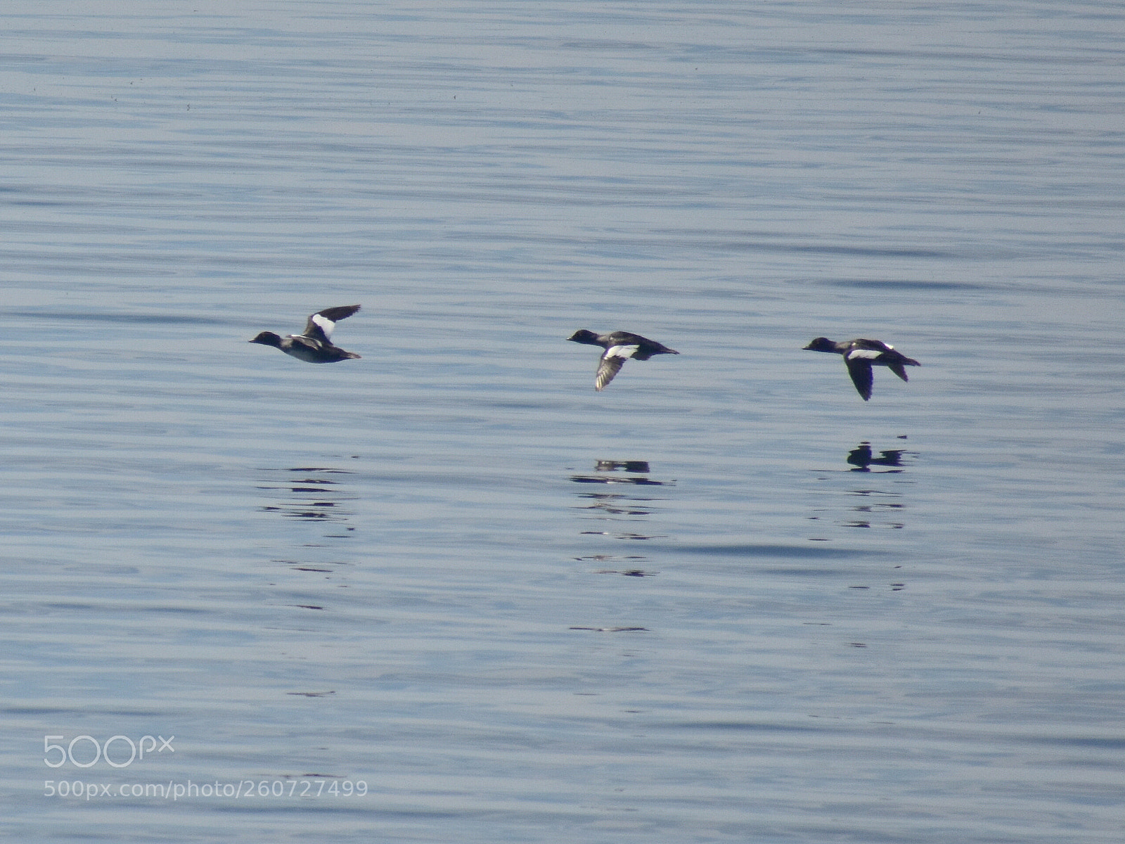 Nikon D3400 sample photo. Flight on the lake photography