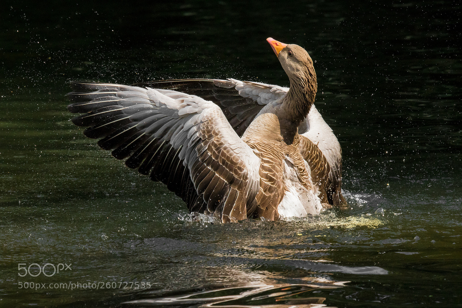 Canon EOS 7D Mark II sample photo. Summer dip photography