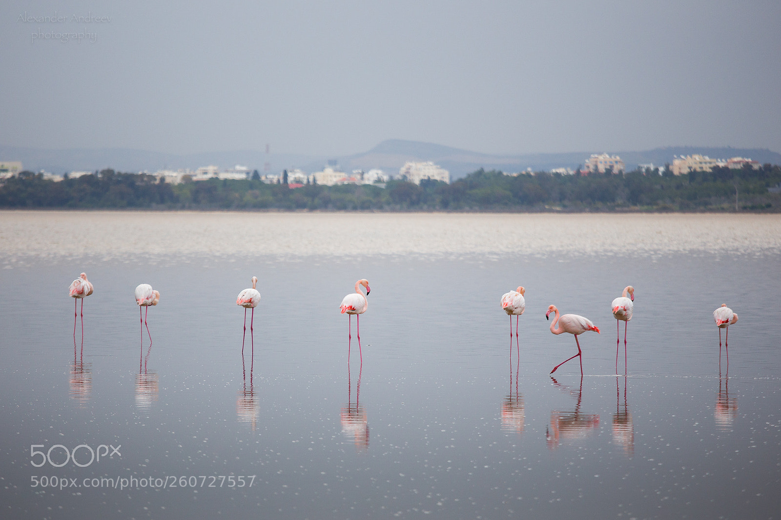 Canon EOS 6D sample photo. Pink flamingos at larnaka photography