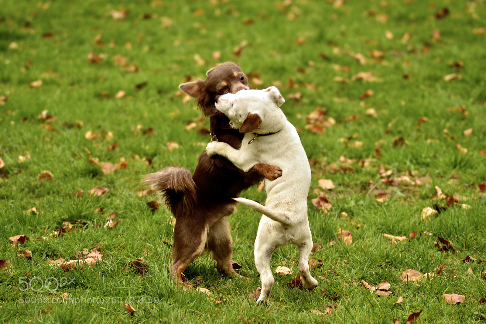 Nikon Df sample photo. Dogs in love photography