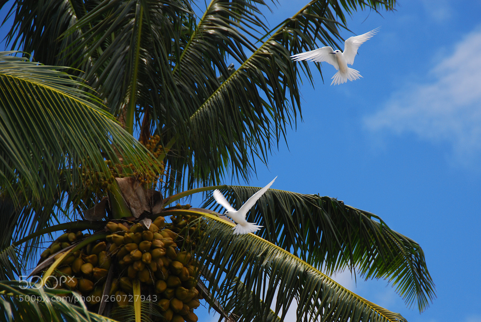 Nikon D80 sample photo. Fairy tern. betio. tarawa photography