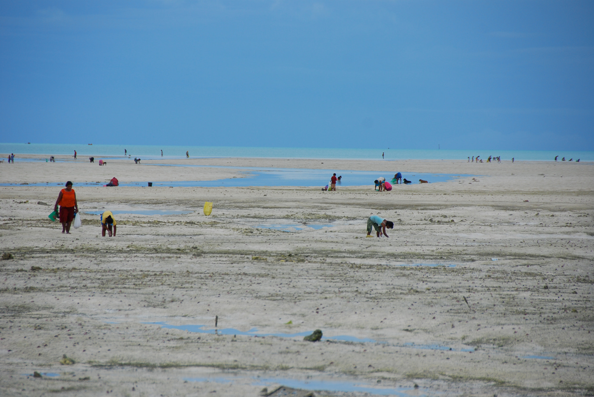 Nikon D80 sample photo. Collecting shellfish near bonriki.  tarawa.  kiribati photography