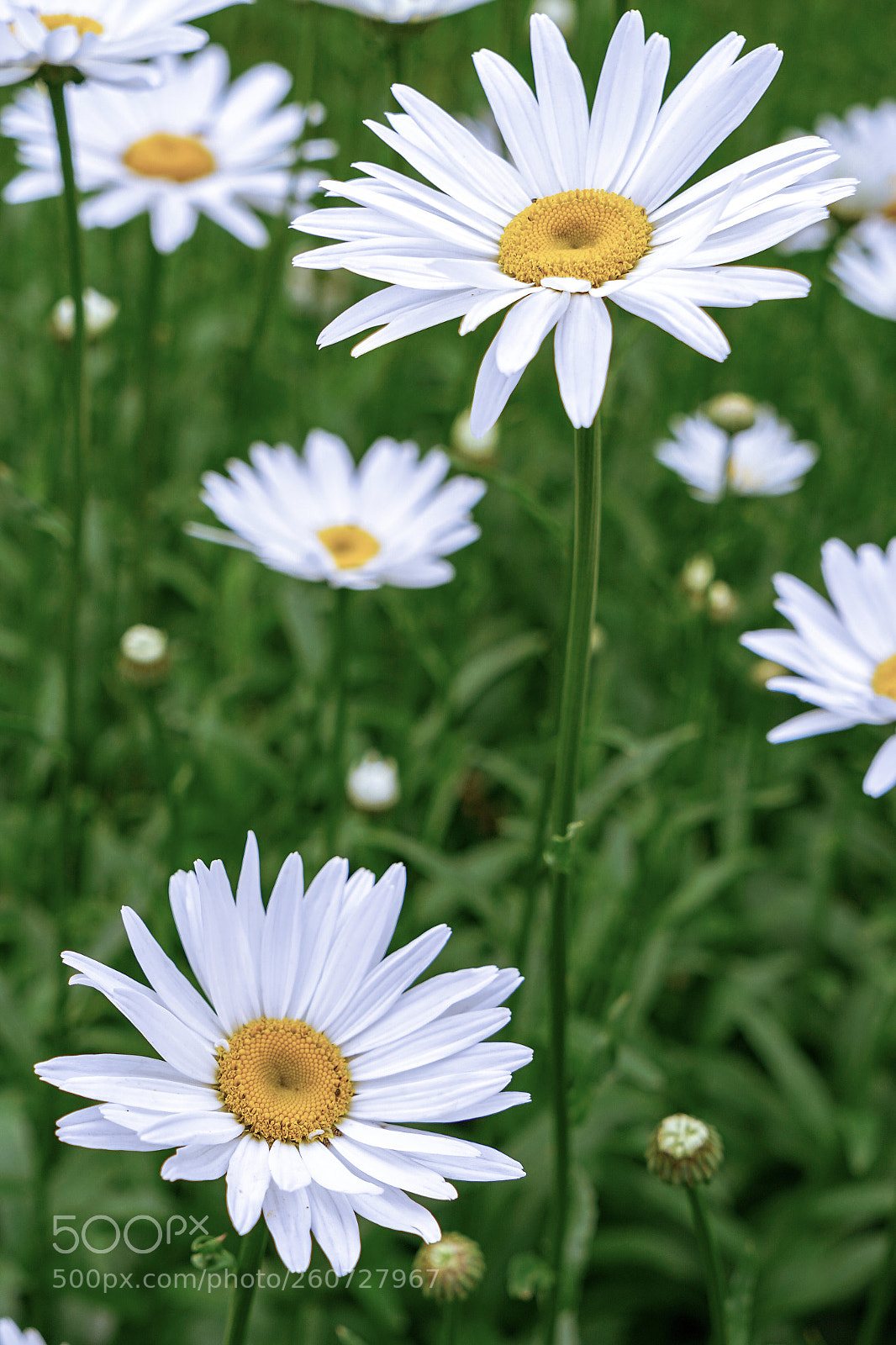 Sony a7 II sample photo. Flowers photography