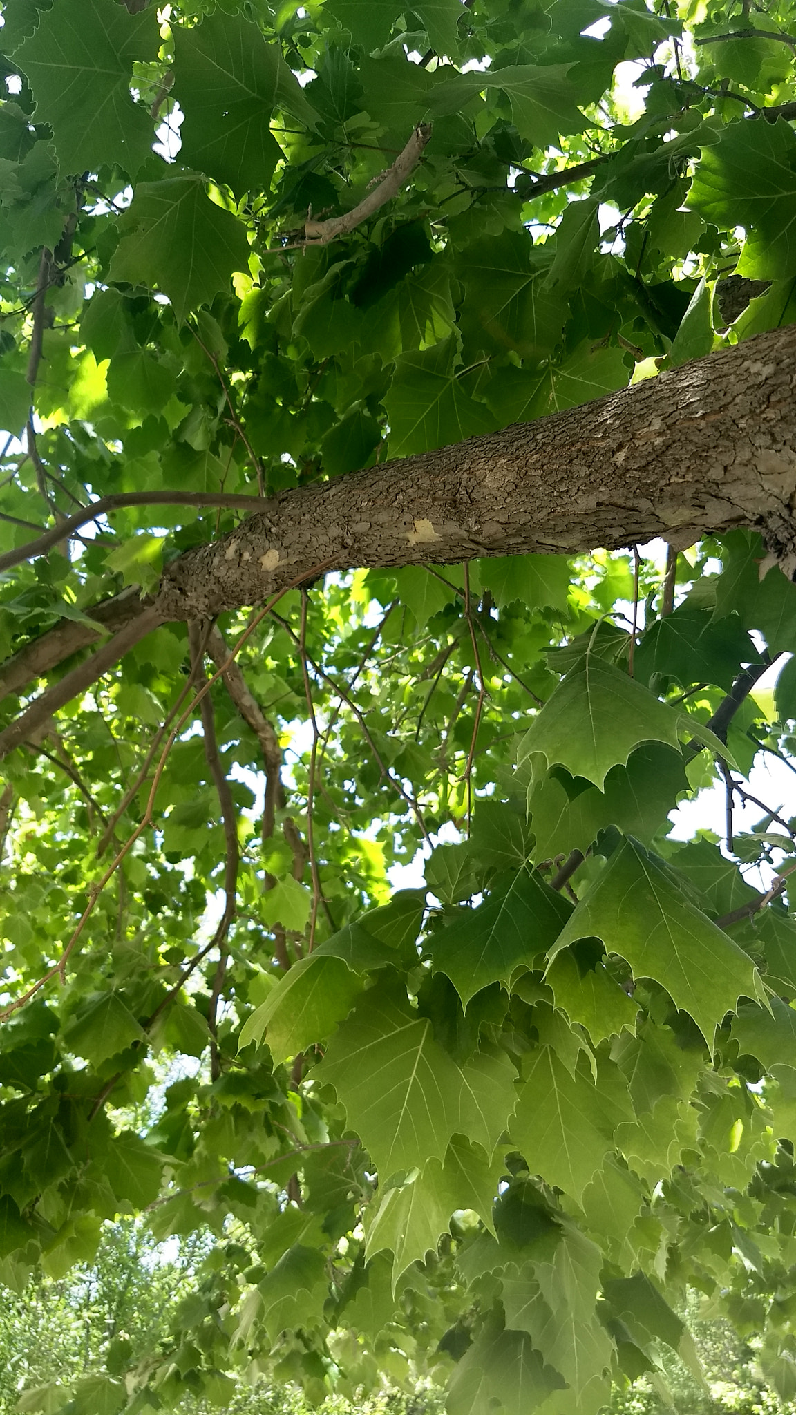 Motorola Moto G (5) Plus sample photo