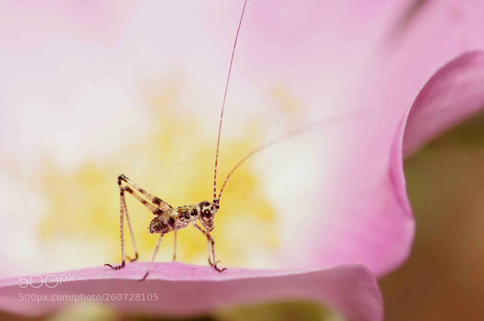 Pentax K-5 sample photo. Micro cricket on rosehip photography