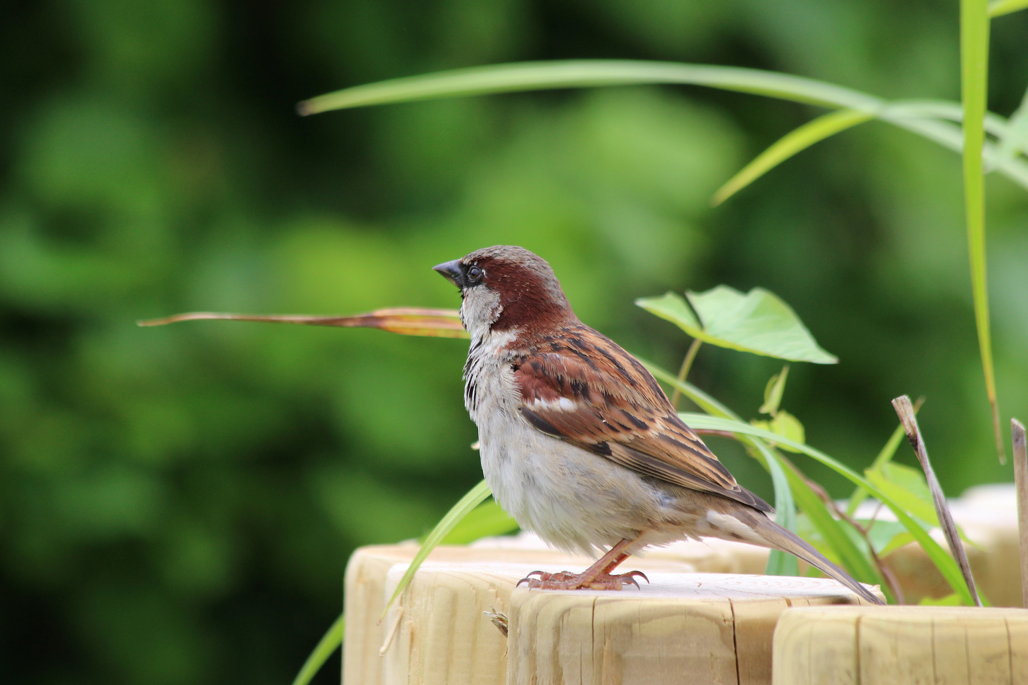 Canon EOS 100D (EOS Rebel SL1 / EOS Kiss X7) sample photo. Sparrow photography