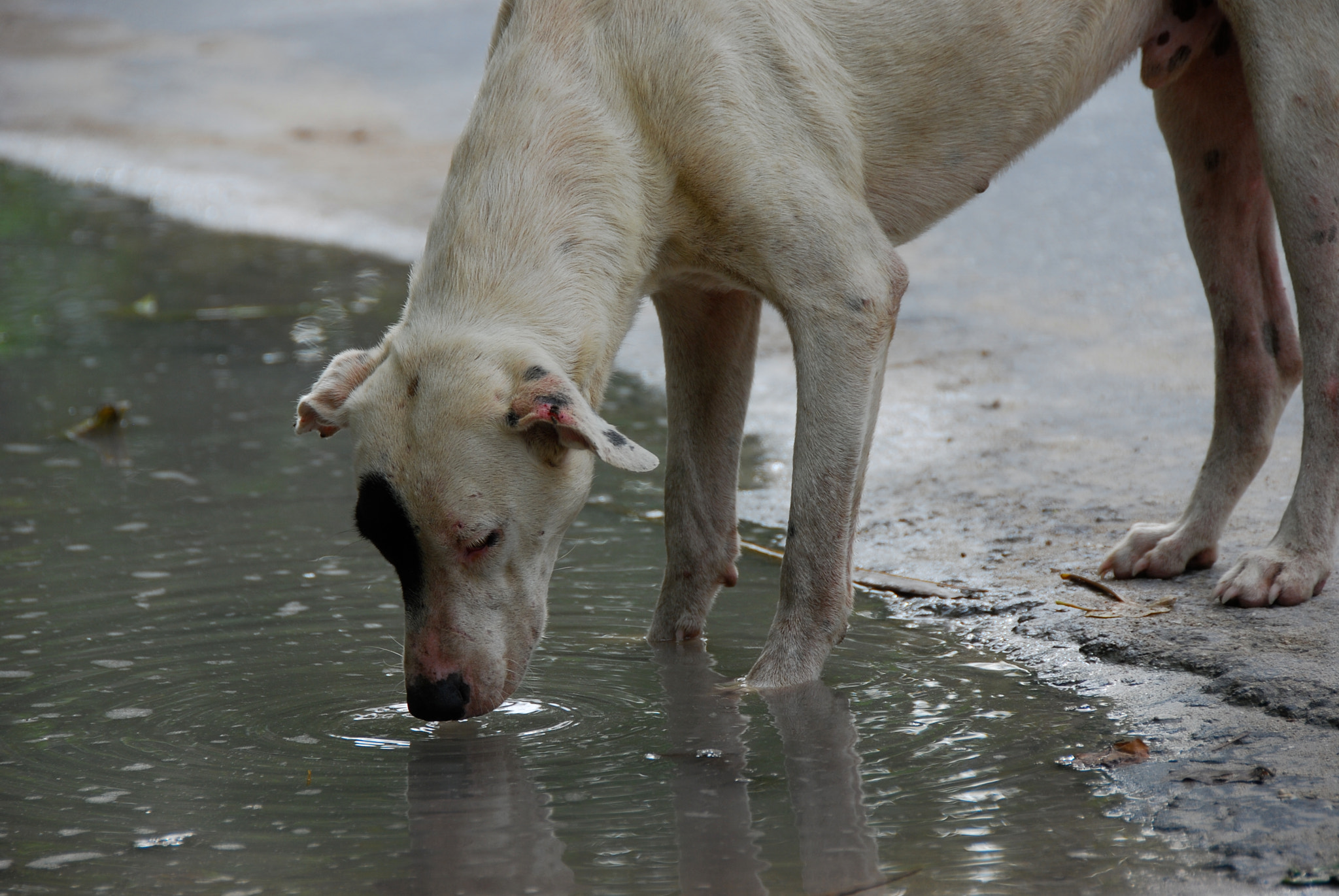 Nikon D80 sample photo. Thirsty dog.  tarawa. kiribati photography
