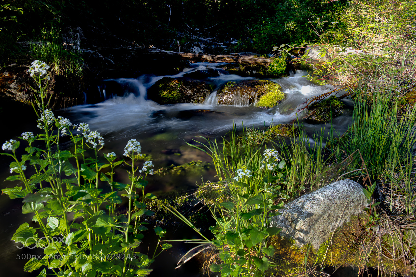 Canon EOS 5DS sample photo. Flowers near little cottonwood photography