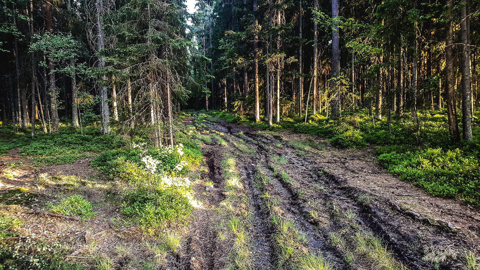 Samsung Galaxy S6 sample photo. Forest photography