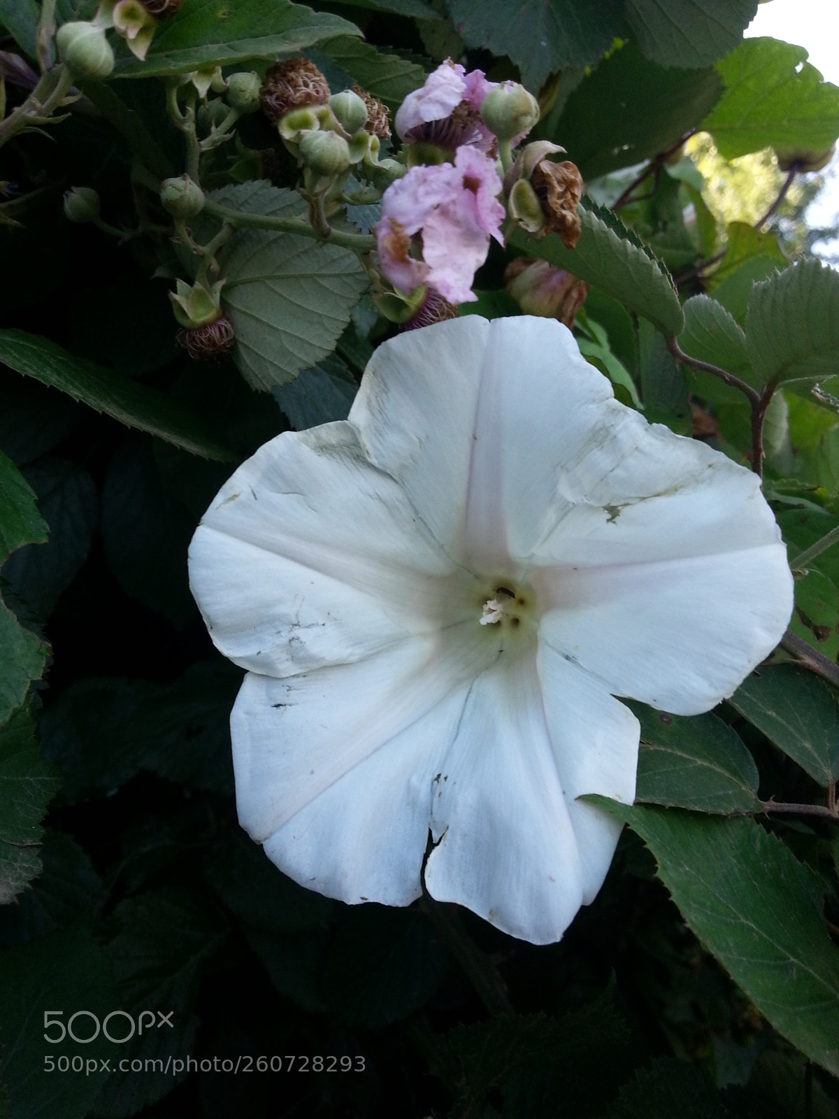 Samsung Galaxy S3 sample photo. White photography