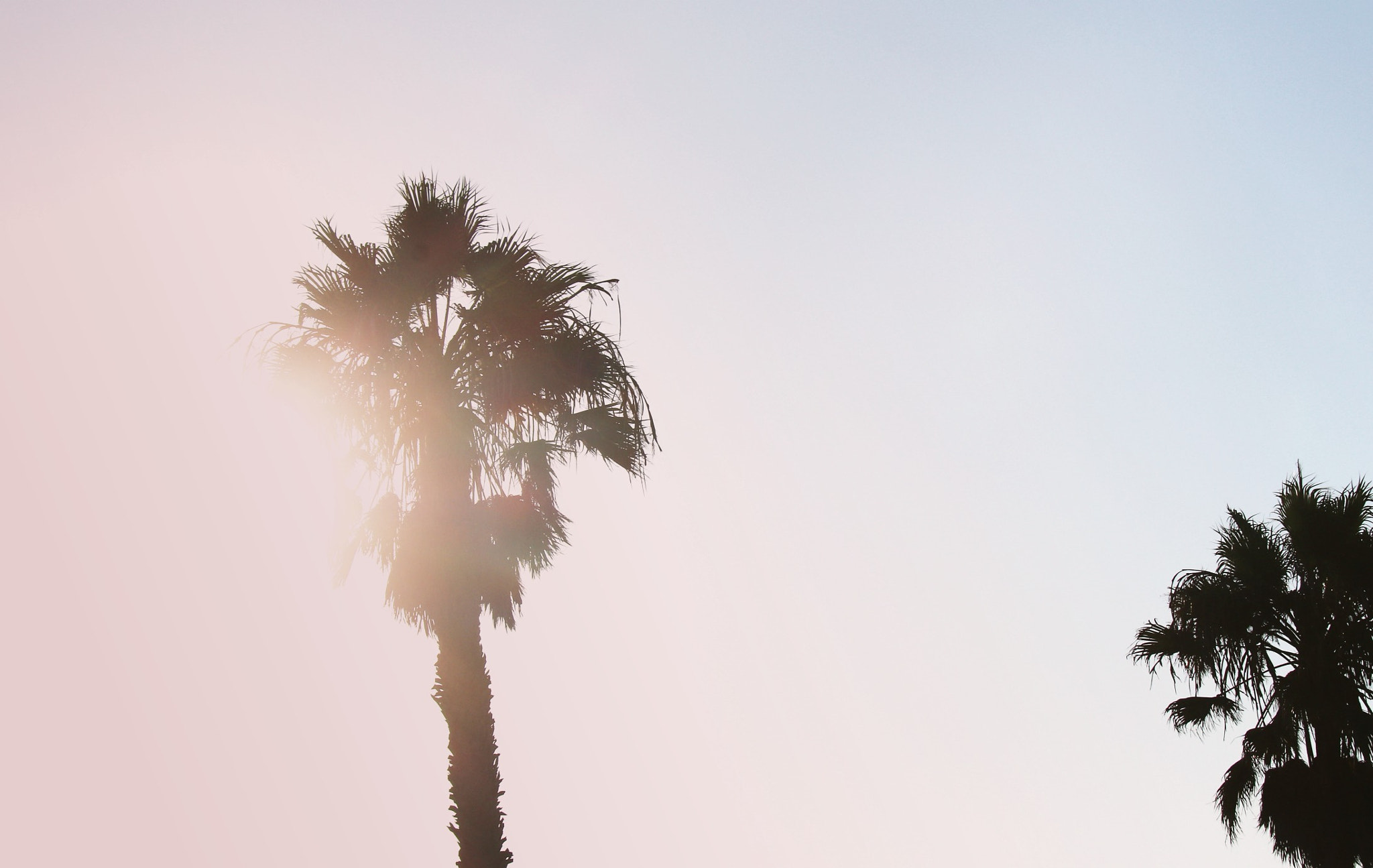 Canon EF-S 18-200mm F3.5-5.6 IS sample photo. Palm trees, dusk photography