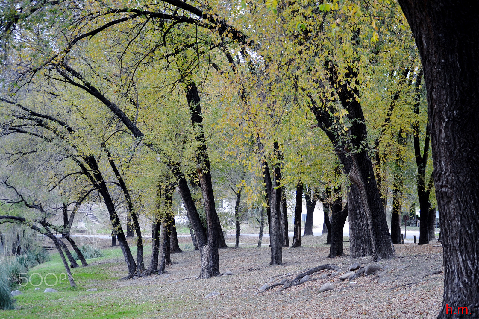 Nikon D3100 sample photo. Los arboles photography