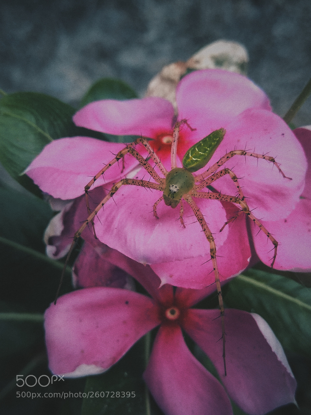 Xiaomi Redmi Note 4 sample photo. Untitled photography