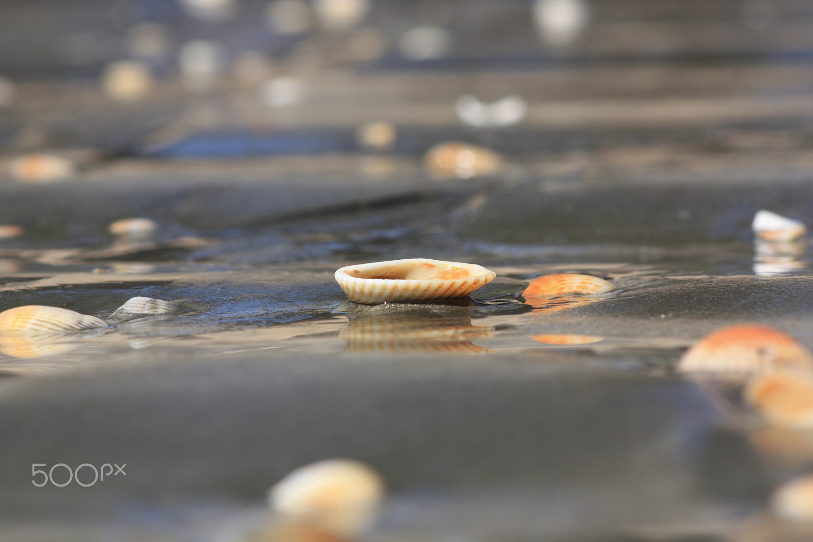 Canon EF 75-300mm f/4-5.6 sample photo. Sea shell photography