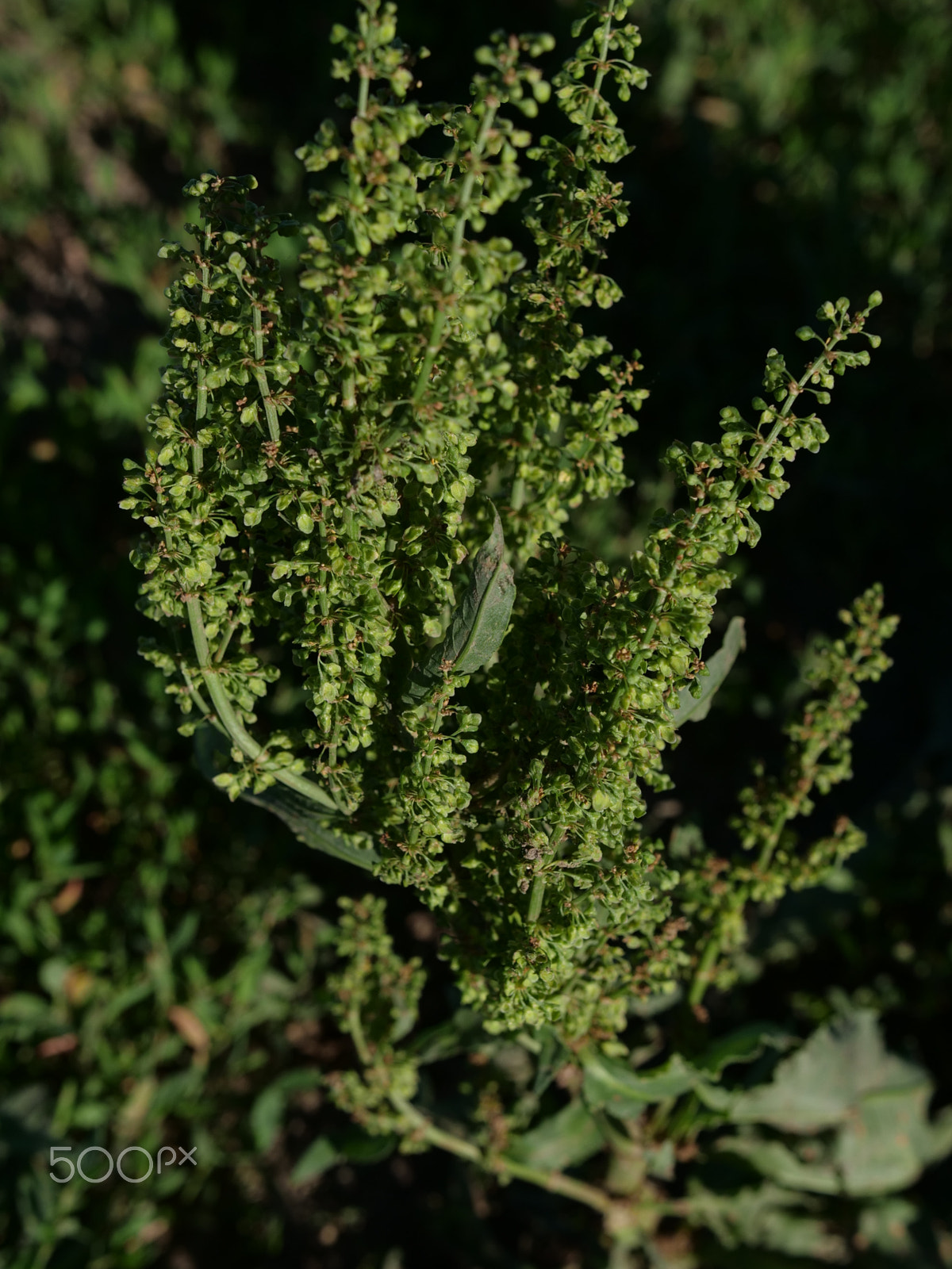 Panasonic Lumix DC-GH5 sample photo. Green plant photography