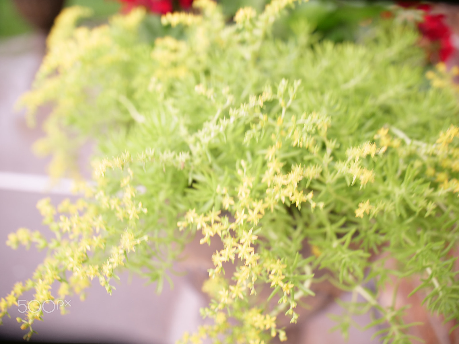 Panasonic Lumix DC-GH5 sample photo. Yellow plant photography