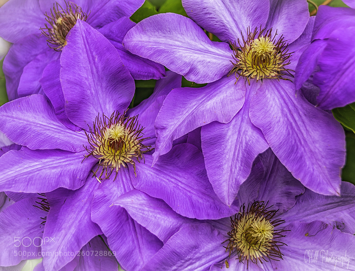 Canon EOS 80D sample photo. Purple flowers photography