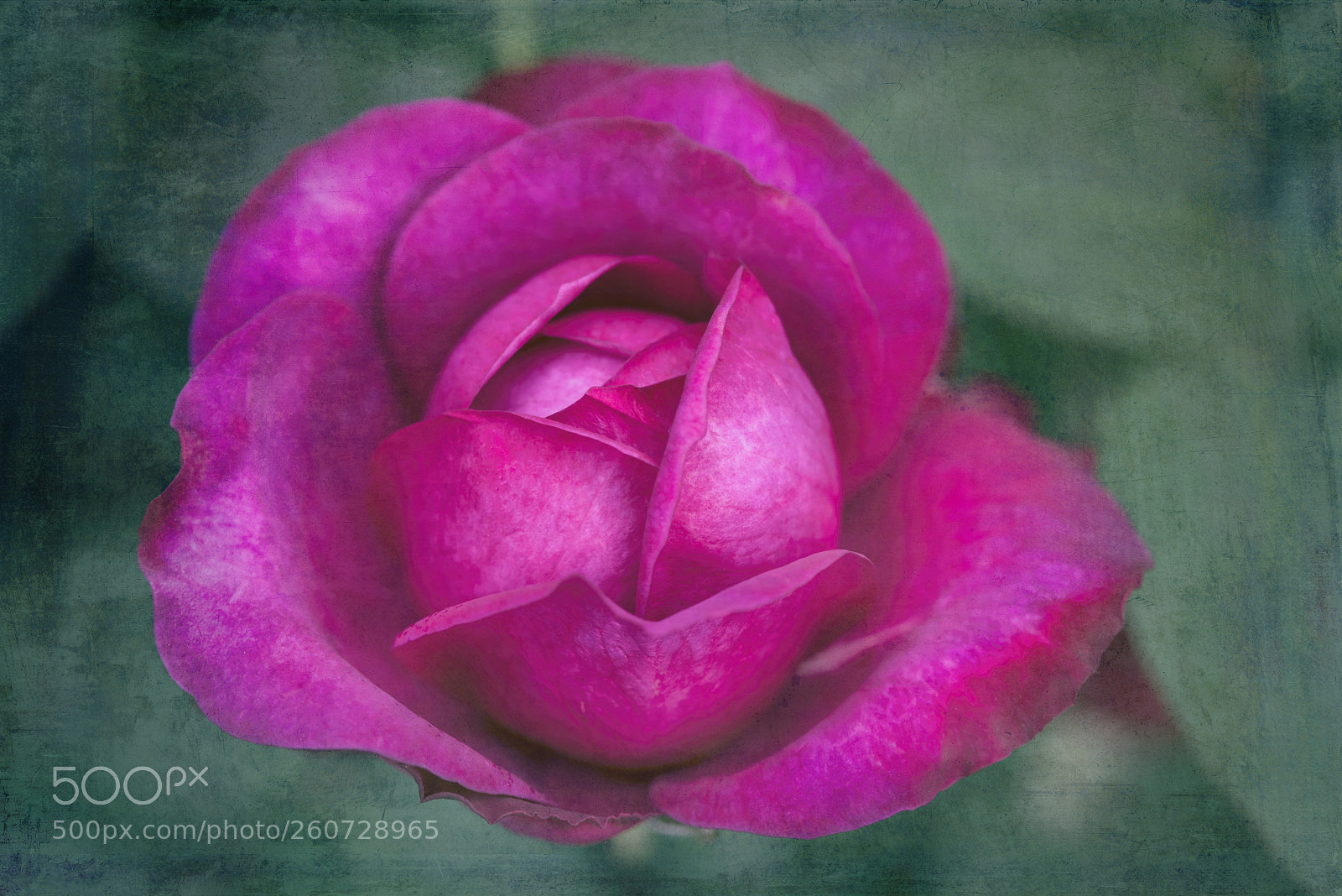 Nikon D750 sample photo. Rose photography