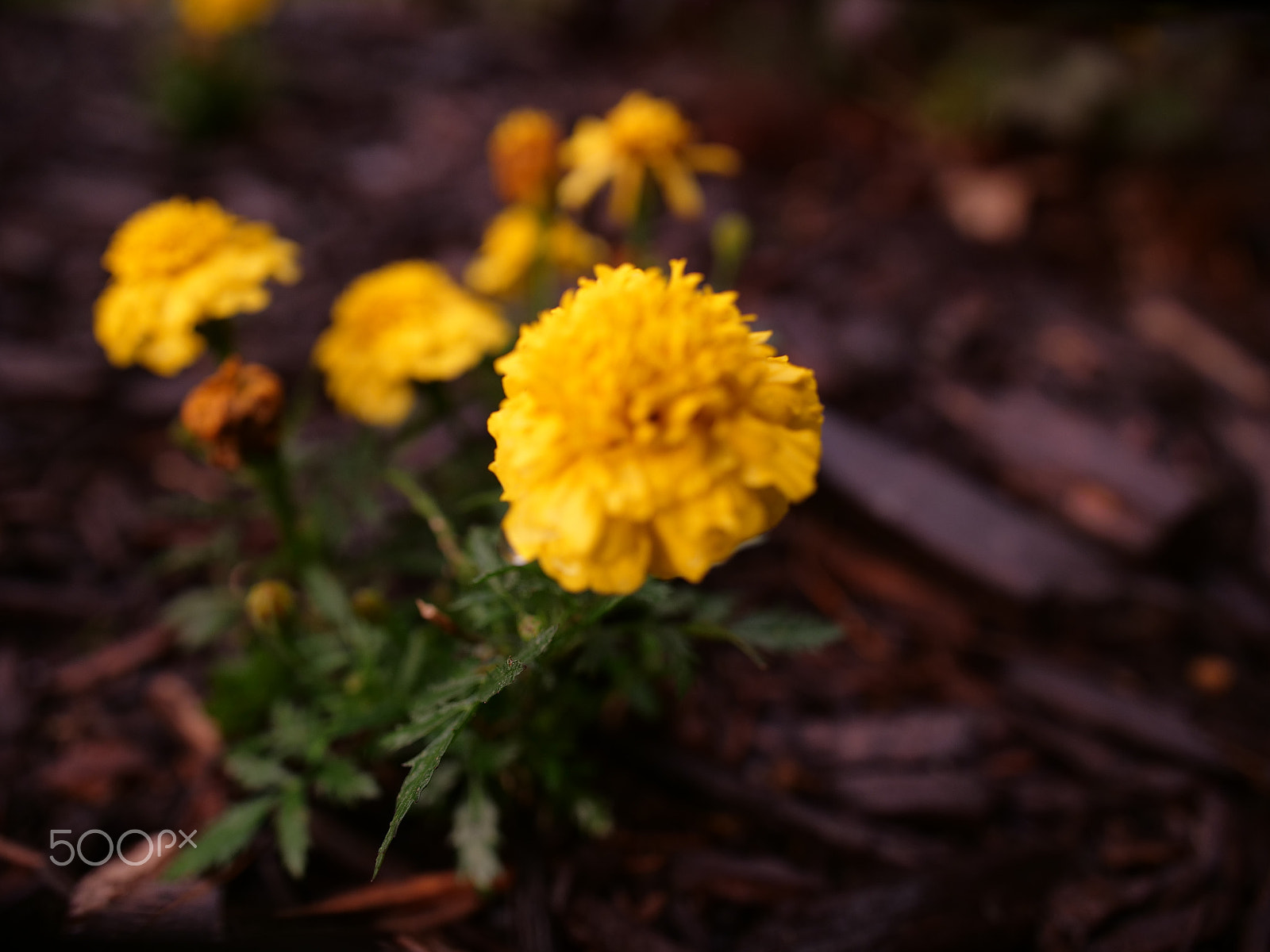 Panasonic Lumix DC-GH5 sample photo. Single tear photography