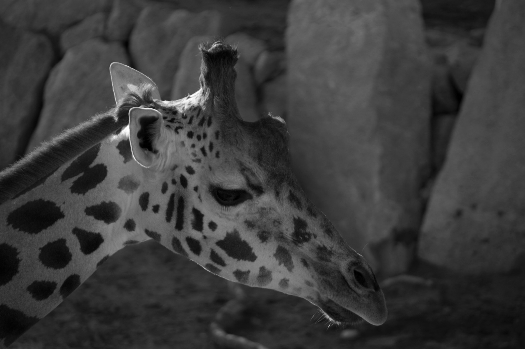 Nikon D3200 sample photo. Zoo day photography