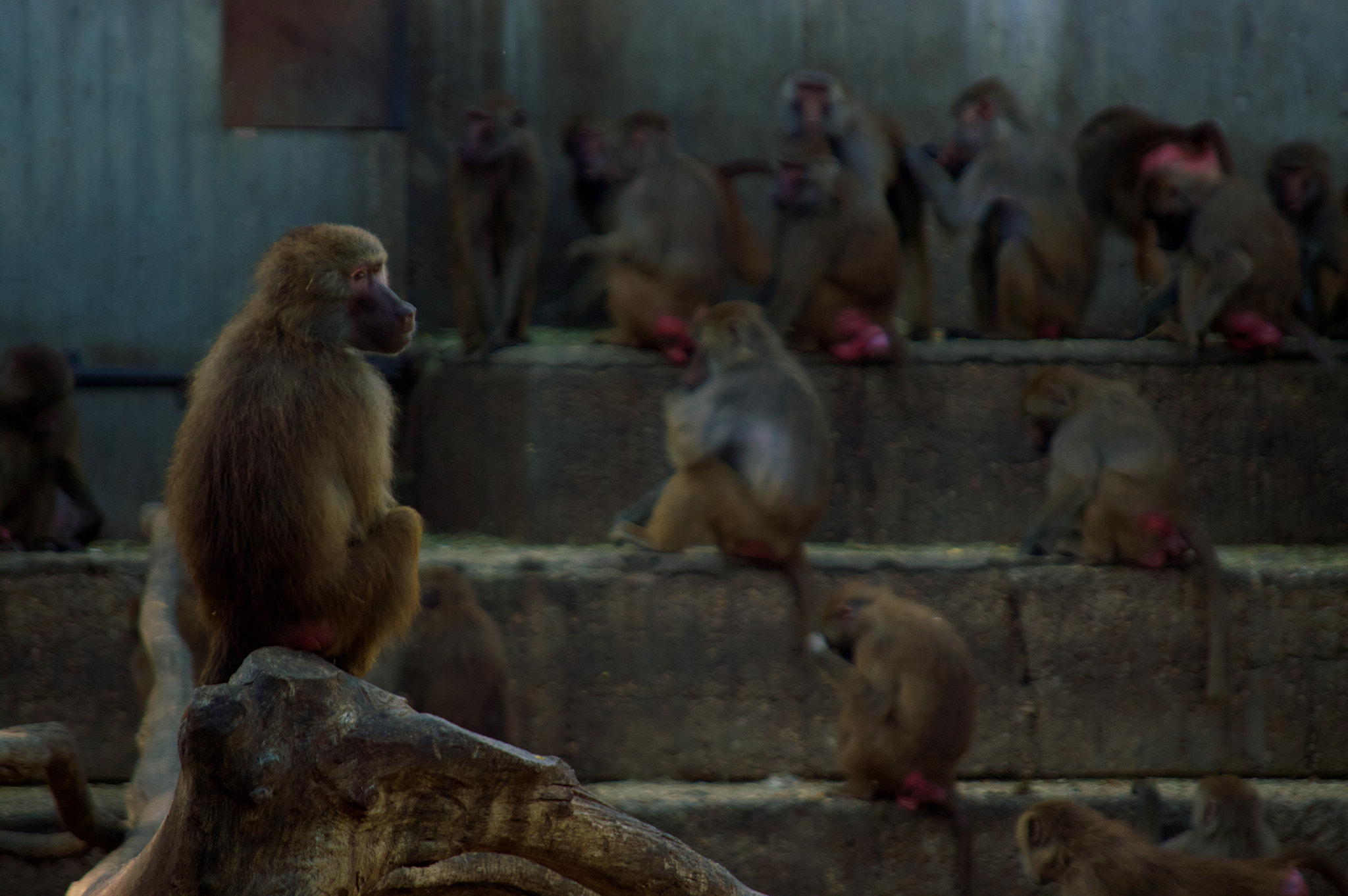 Nikon D3200 sample photo. Zoo day photography