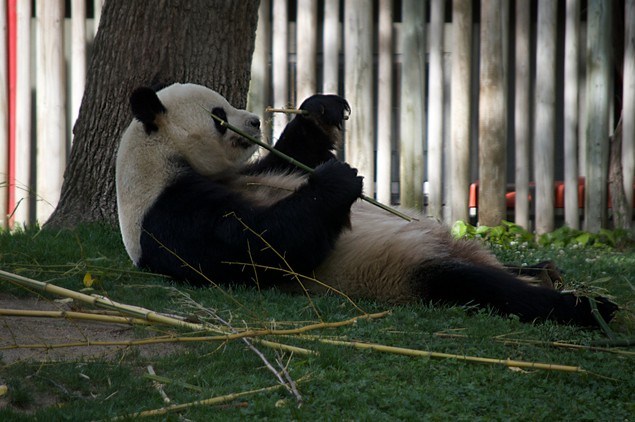 Nikon D3200 sample photo. Zoo day photography