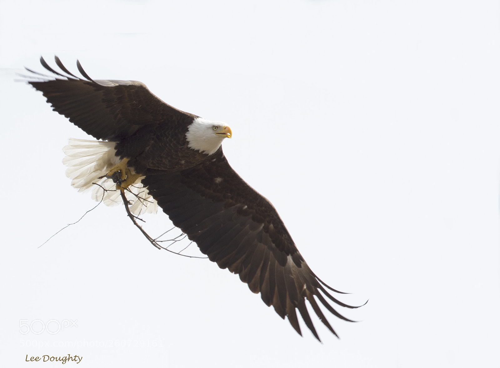 Canon EOS 7D sample photo. Eagle nest building photography